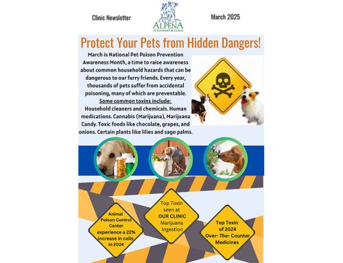 Protect Your Pets from Hidden Dangers!